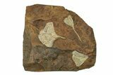 Three Paleocene Fossil Ginkgo Leaves - North Dakota #269482-1